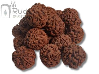 5 Mukhi Rudraksha from Nepal